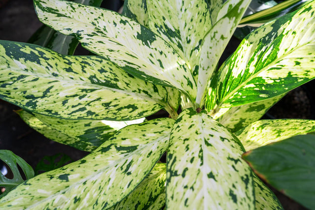 Star Bright Dumb Cane - Dieffenbachia 'Star Bright' - Brisbane Plant Nursery