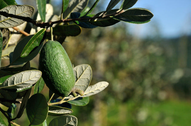 Feijoa - White Goose Acca sellowiana - Brisbane Plant Nursery