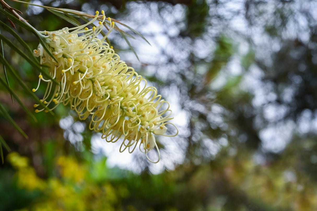 GREVILLEA baileyana "White Oak" (Bailey's Grevillea) - Ex Ground