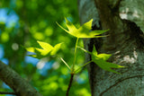 LIQUIDAMBAR styraciflua "Sweet Gum" (Liquidambar) - Ex Ground