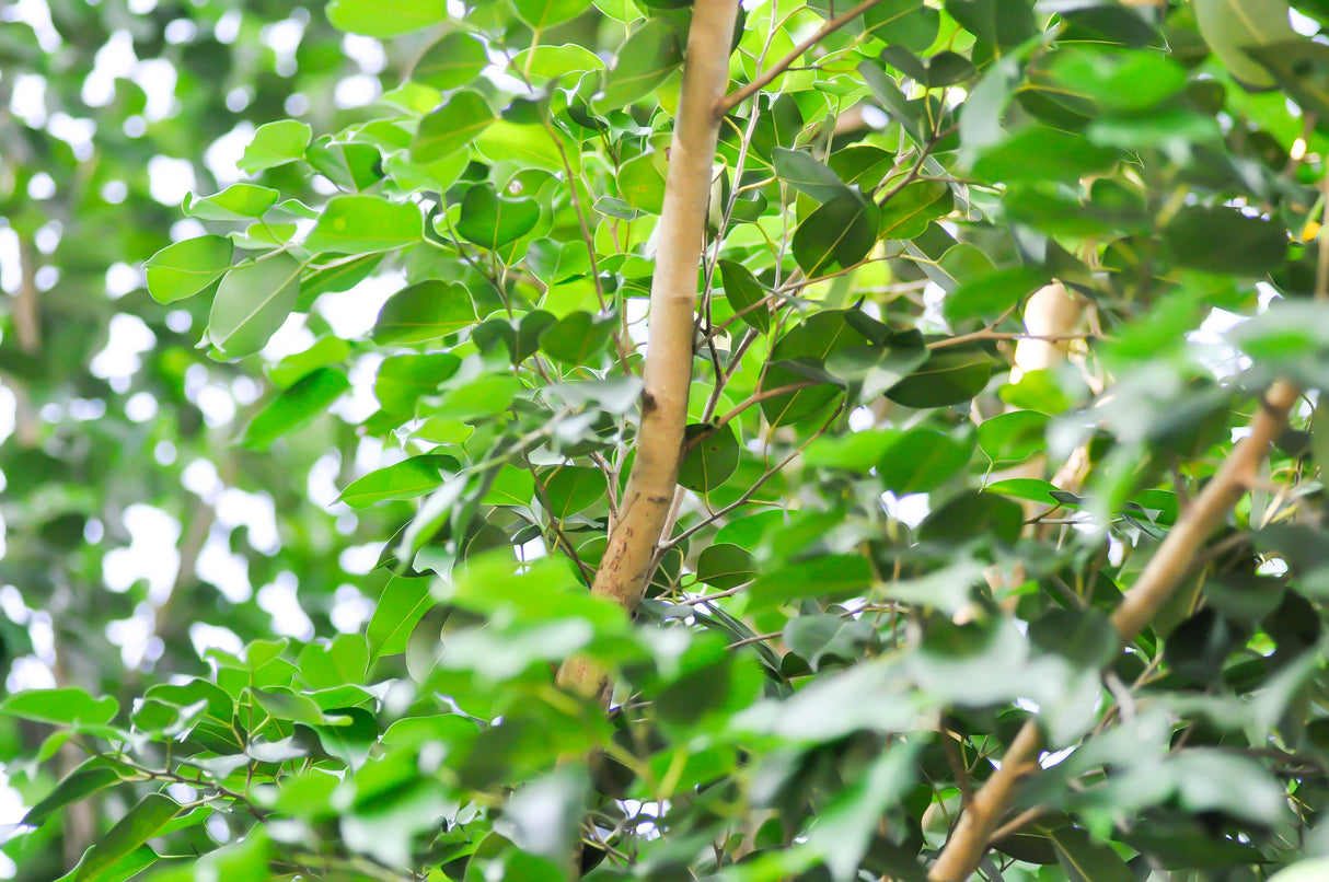 FICUS benjamina "Weeping Fig" (Benjamin Fig) - Ex Ground