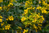 PELTOPHORUM pterocarpum "Golden Flame Tree" (Yellow Poinciana) - Ex Ground