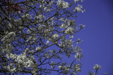 JACARANDA mimosifolia "Alba" (White Jacaranda - Grafted) - Ex Ground