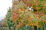 LIQUIDAMBAR styraciflua "Sweet Gum" (Liquidambar) - Ex Ground