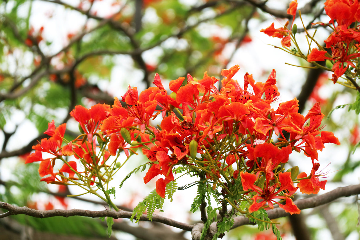 DELONIX regia "Royal Poinciana" (Flame Tree) - Ex Ground