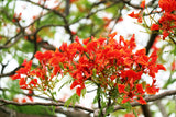 DELONIX regia "Royal Poinciana" (Flame Tree) - Ex Ground