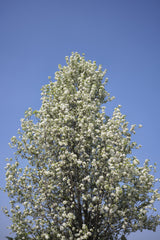 PYRUS calleryana "Callery Pear" (Ornamental Pear) - Ex Ground