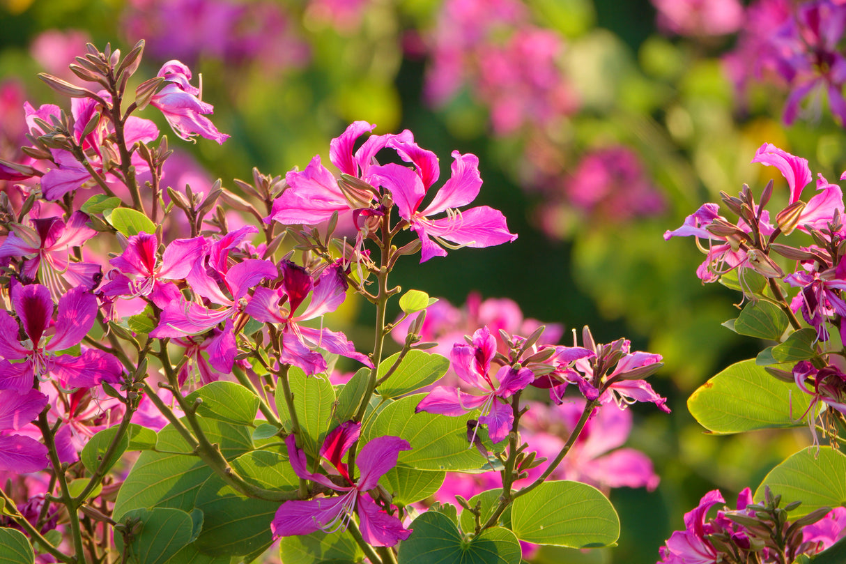 BAUHINIA purpurea "Purple Orchid Tree" (Orchid Tree) - Ex Ground