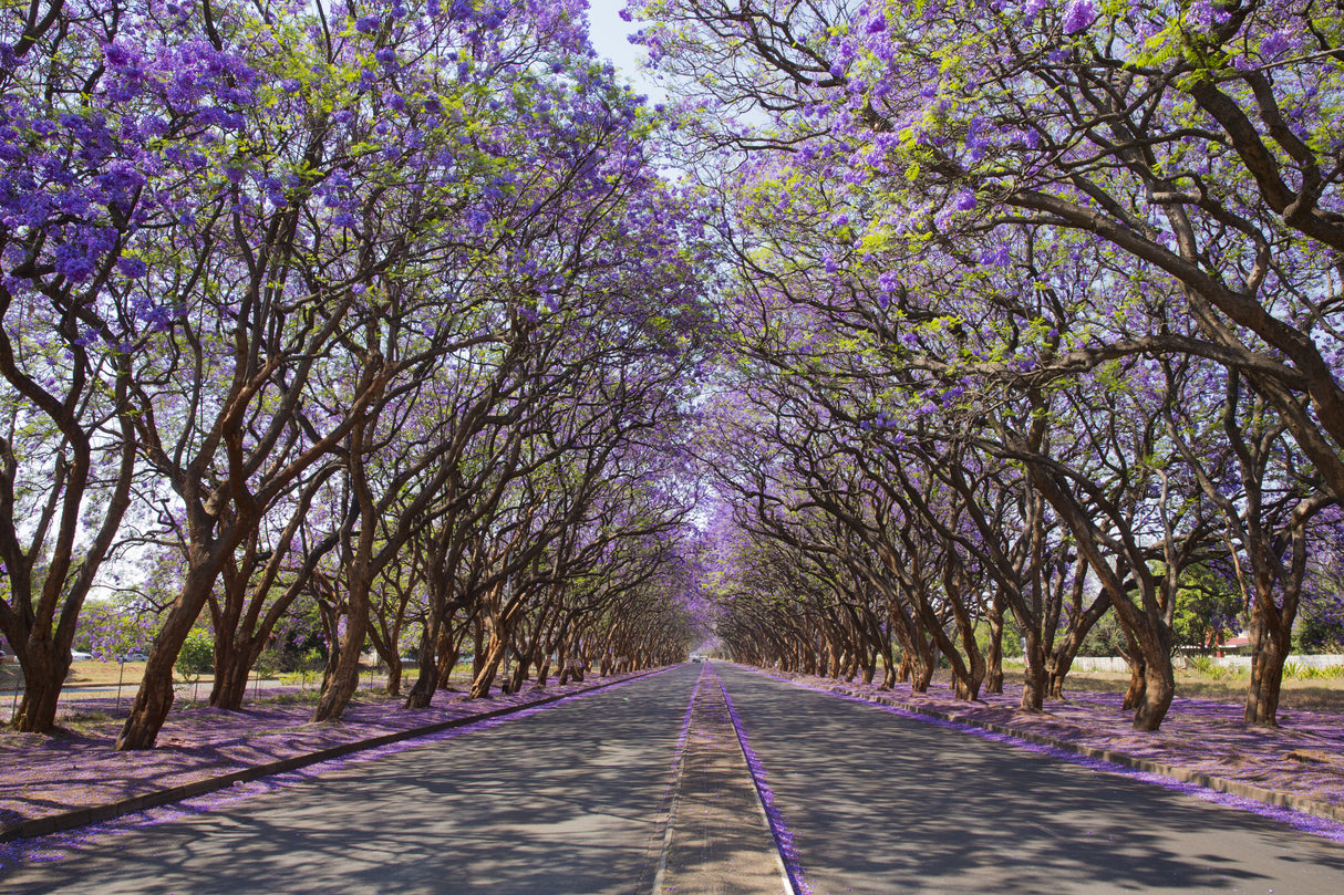 JACARANDA mimosifolia "Jacaranda" (Blue Jacaranda) - Ex Ground