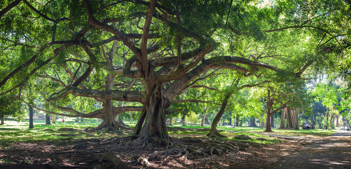 FICUS benjamina "Weeping Fig" (Benjamin Fig) - Ex Ground