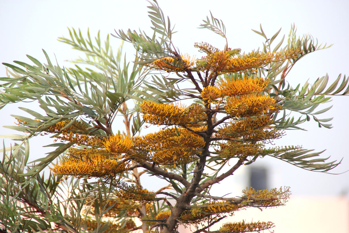 GREVILLEA robusta "Silky Oak" (Australian Silver Oak) - Ex Ground