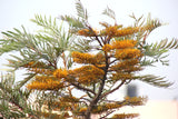 GREVILLEA robusta "Silky Oak" (Australian Silver Oak) - Ex Ground