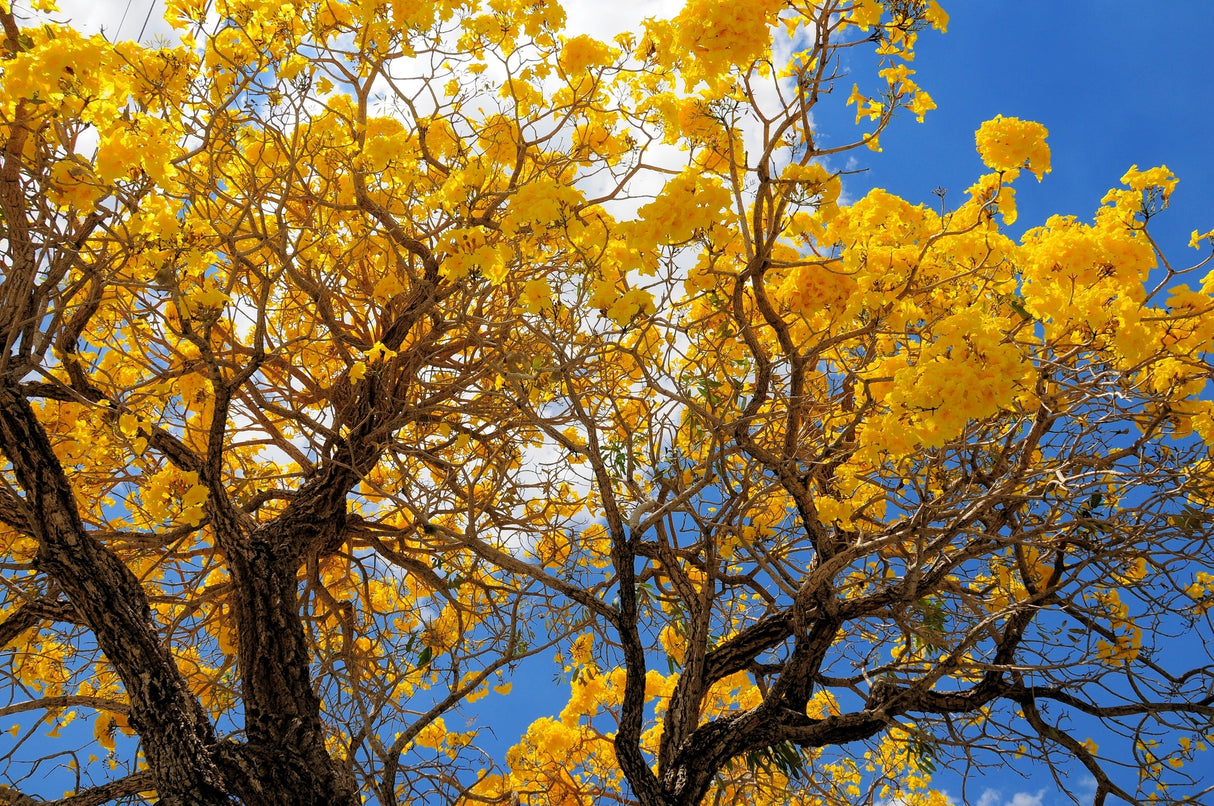 TABEBUIA argentea "Silver Trumpet Tree" (Golden Tabebuia) - Ex Ground