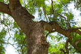 JACARANDA mimosifolia "Jacaranda" (Blue Jacaranda) - Ex Ground