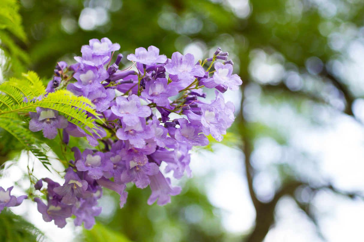 JACARANDA mimosifolia "Jacaranda" (Blue Jacaranda) - Ex Ground