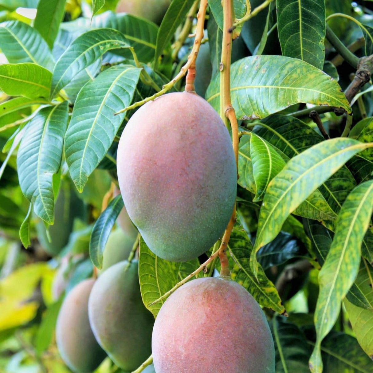 King Thai Mango Tree - Mangifera indica 'King Thai'