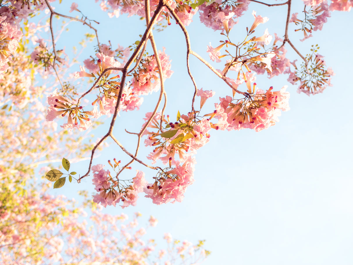 TABEBUIA pendula "Pink Trumpet Tree" (Tabebuia) - Ex Ground