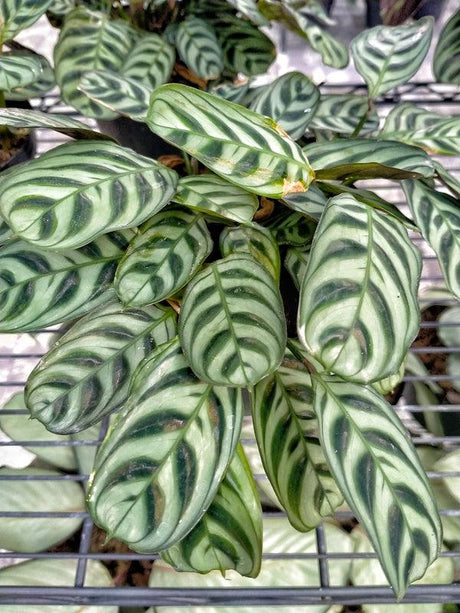 Never Never Plant - Ctenanthe oppenheimiana - Brisbane Plant Nursery