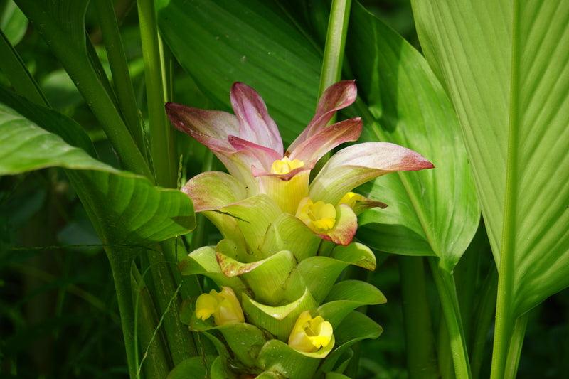 Tumeric - Curcuma longa - Brisbane Plant Nursery