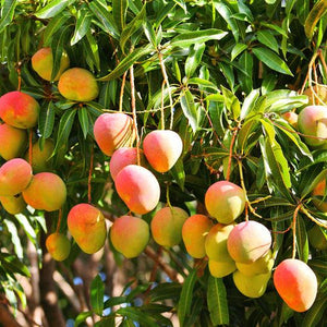 Bowen Mango Tree