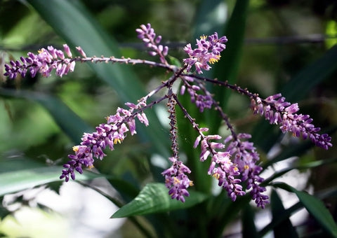 Stricta Cordyline - Cordyline stricta