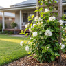 Duchess Arabian Jasmine