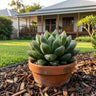 Duval Haworthia