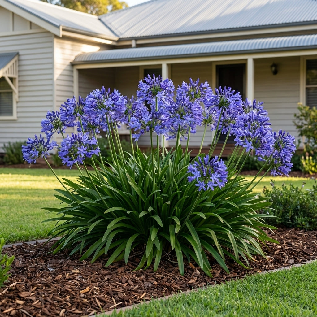 Dwarf Blue Agapanthus - Agapanthus 'Dwarf Blue'