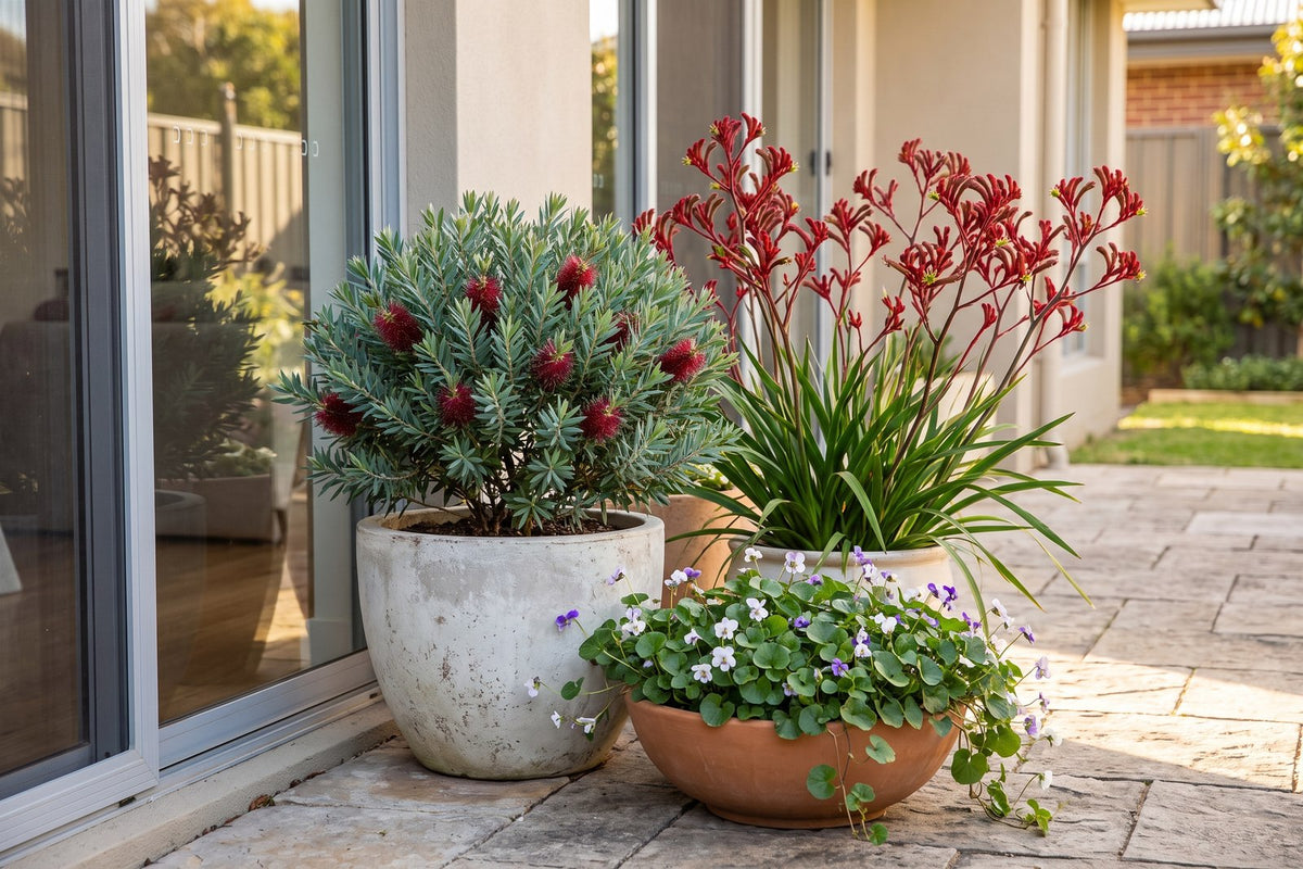 Dwarf bottlebrush, kangaroo paw and native violet growing in pots on a sunny courtyard