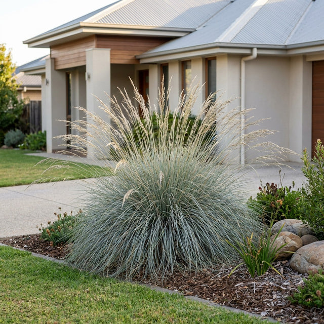 Dwarf Grey Tussock Grass - Poa sieberiana 'Dwarf Grey'
