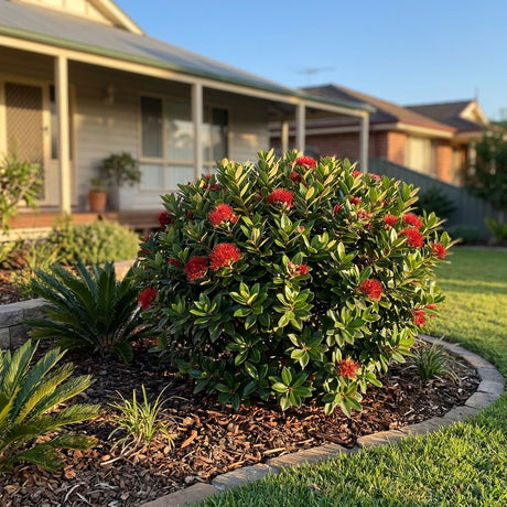 Dwarf NZ Christmas Bush - Metrosideros 'Little Ollie'