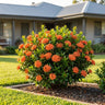 Dwarf Orange Ixora