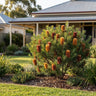 Dwarf Red Hairpin Banksia