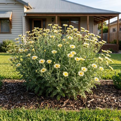 Dyer's Chamomile Susanna Mitchell - Anthemis 'Susanna Mitchell'