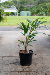 Blue Cane Palm - Dypsis cabadae - Brisbane Plant Nursery