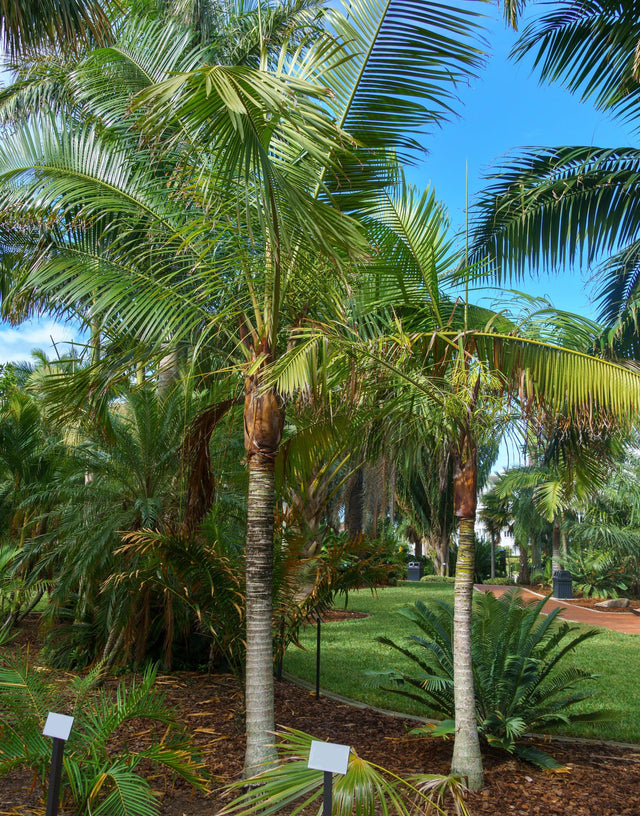 Redneck Palm - Dypsis lastelliana - Brisbane Plant Nursery