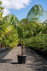 Teddy Bear Palm - Dypsis leptocheilos - Brisbane Plant Nursery