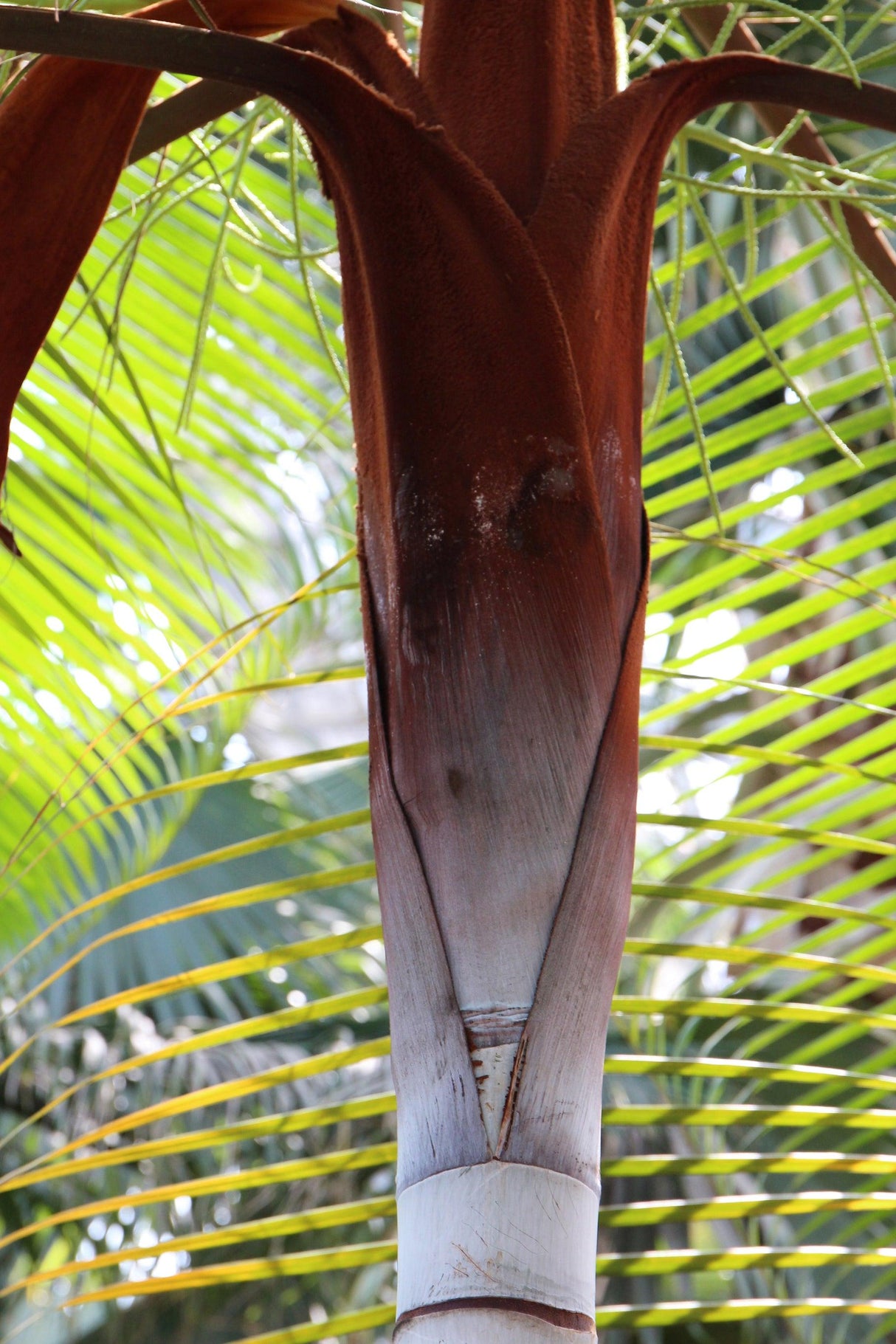 Teddy Bear Palm - Dypsis leptocheilos - Brisbane Plant Nursery