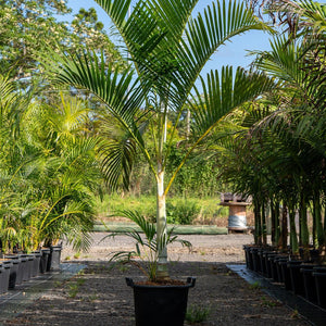 Golden Cane Palm