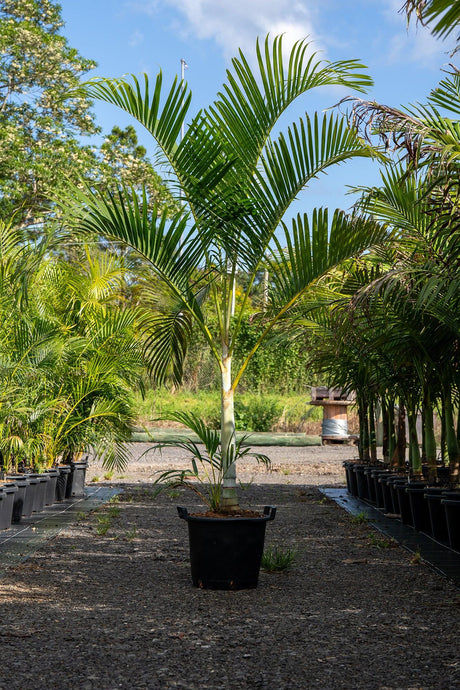 Golden Cane Palm - Dypsis lutescens - Brisbane Plant Nursery