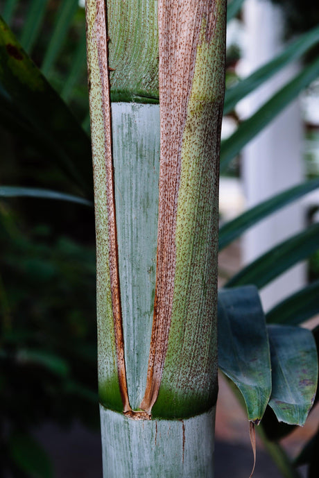 Pamba Palm - Dypsis pembana - Brisbane Plant Nursery