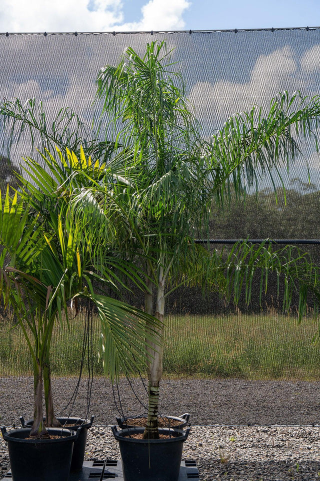 Fine Leaf Palm - Dypsis plumosa - Brisbane Plant Nursery