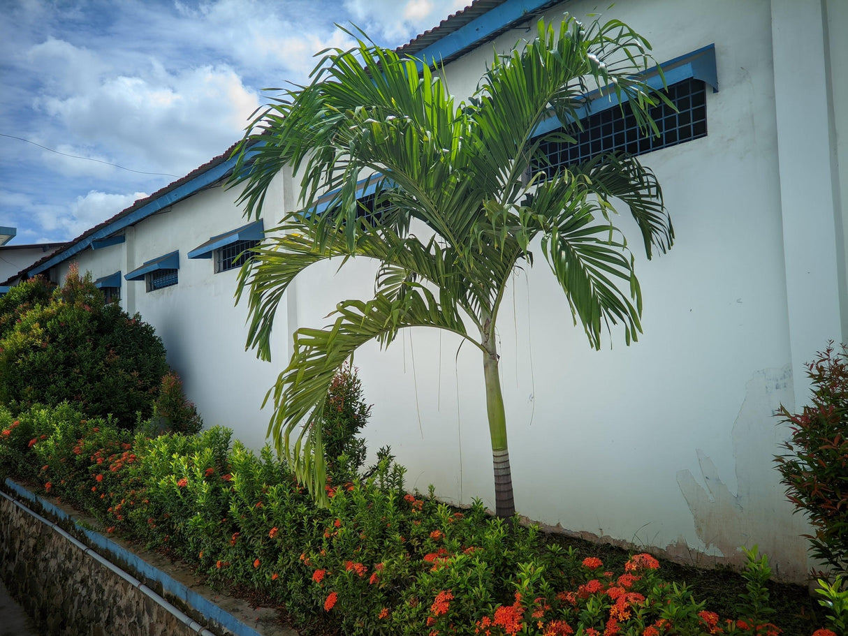 Fine Leaf Palm - Dypsis plumosa - Brisbane Plant Nursery