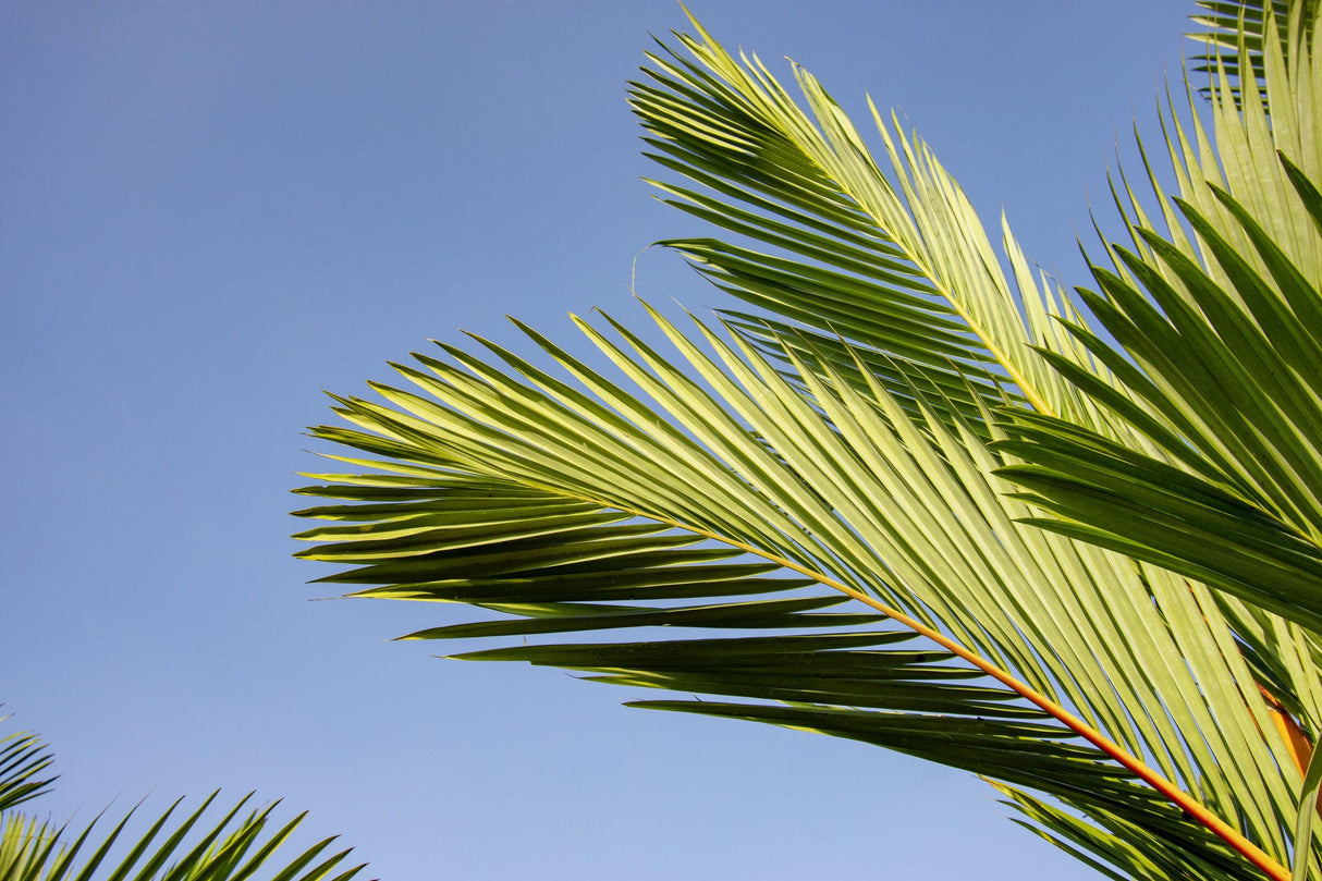 Triple Crown Palm - Dypsis prestoniana - Brisbane Plant Nursery