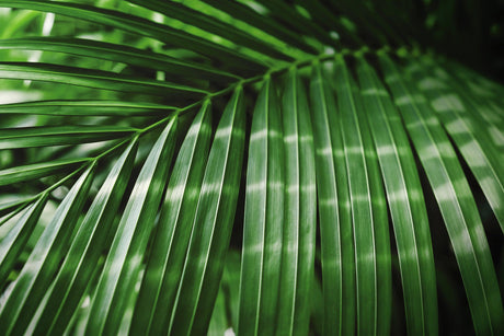 Manambe Palm - Dypsis rivularis - Brisbane Plant Nursery