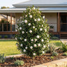 Early Pearly Camellia