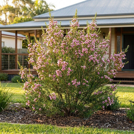 Geraldton Wax (Chamelaucium uncinatum)