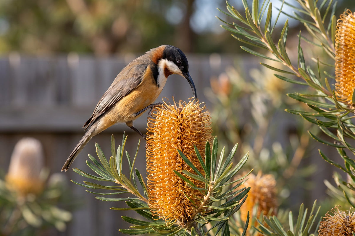 Eastern spinebill feeding on a golden hairpin banksia flower spike in a native garden
