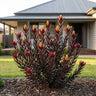 Ebony Leucadendron
