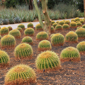 Golden Barrel Cactus